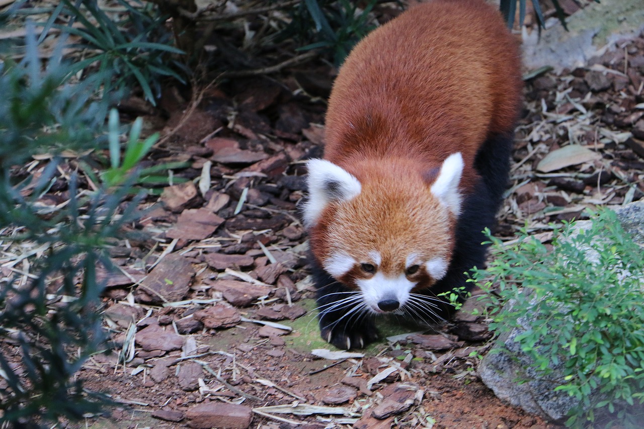 panda animal fox free photo