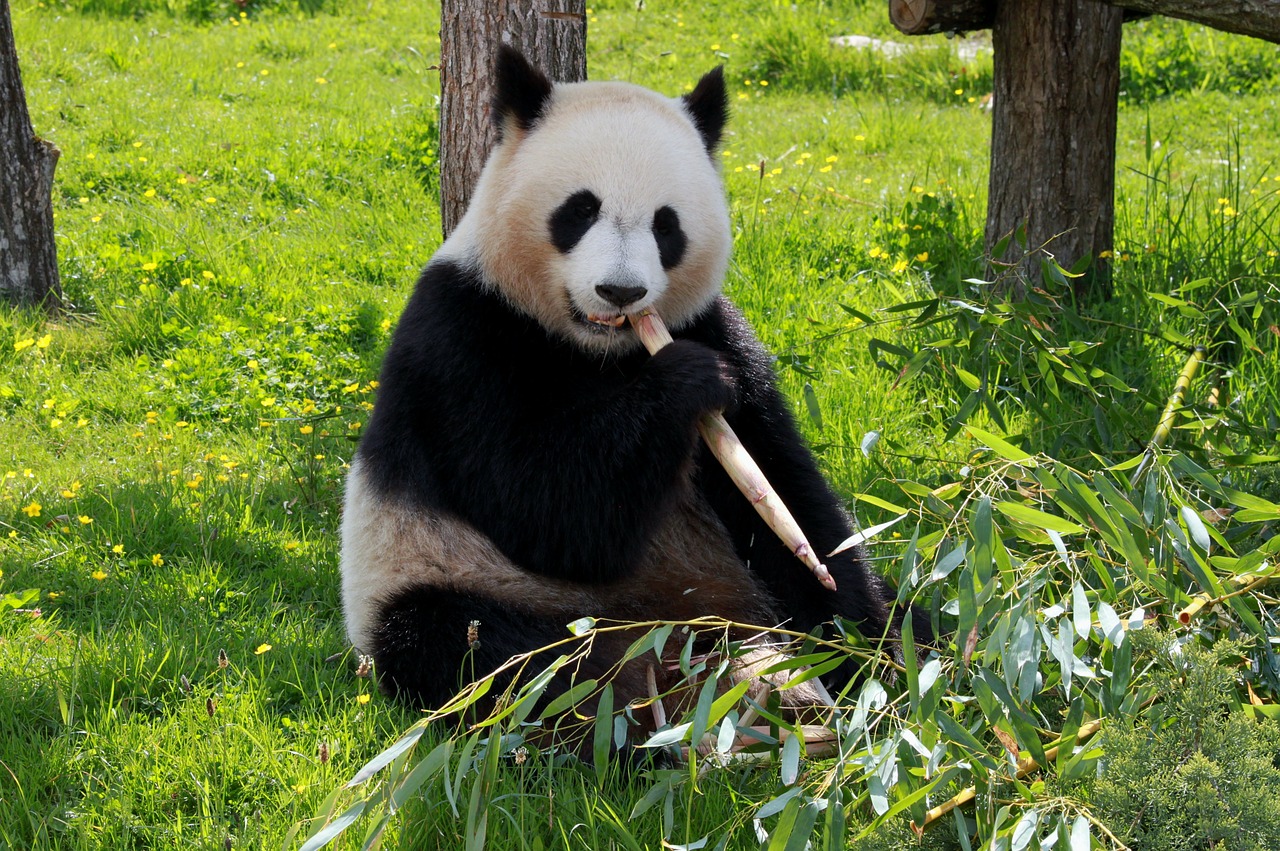 panda beauvalle fauna free photo