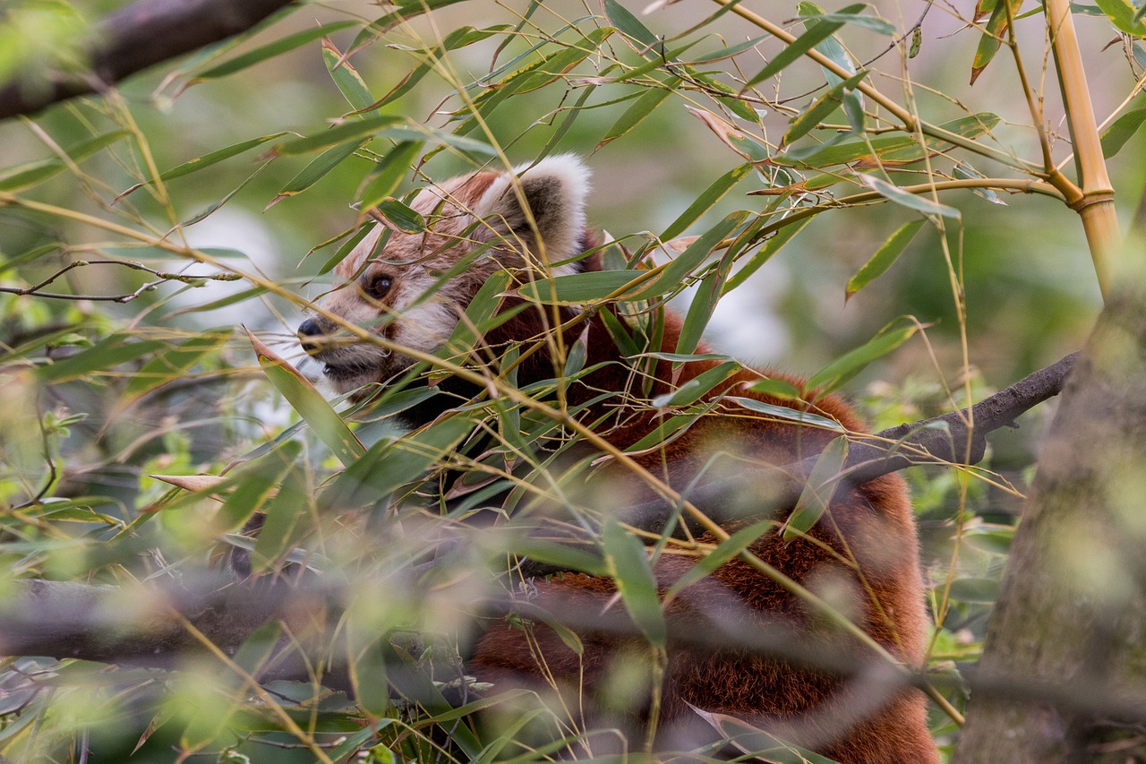 panda red panda bear cat free photo