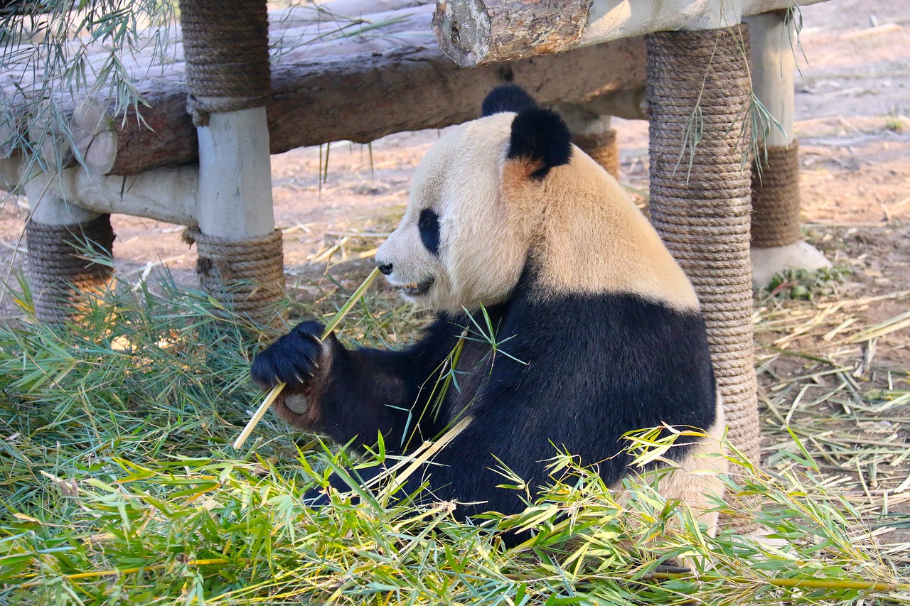 panda animal zoo free photo