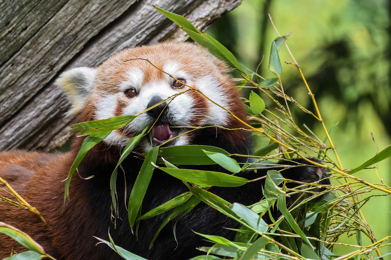 panda roux eat free photo