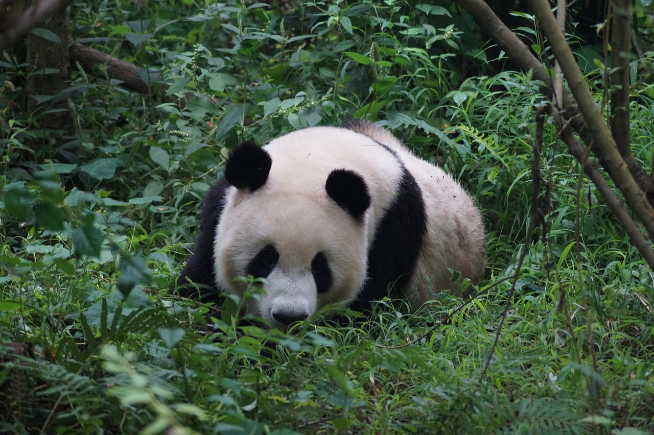 panda animals china free photo