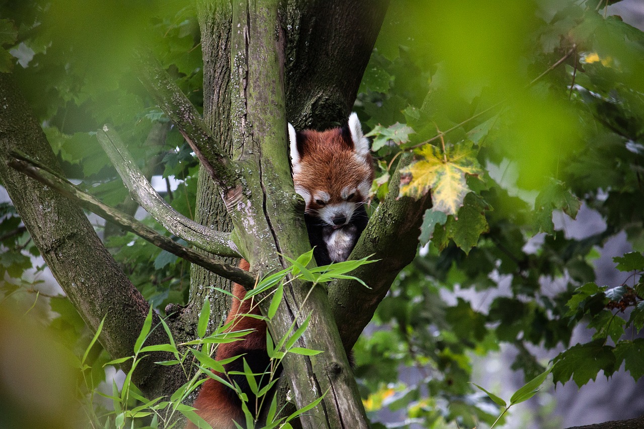 panda animal nature free photo