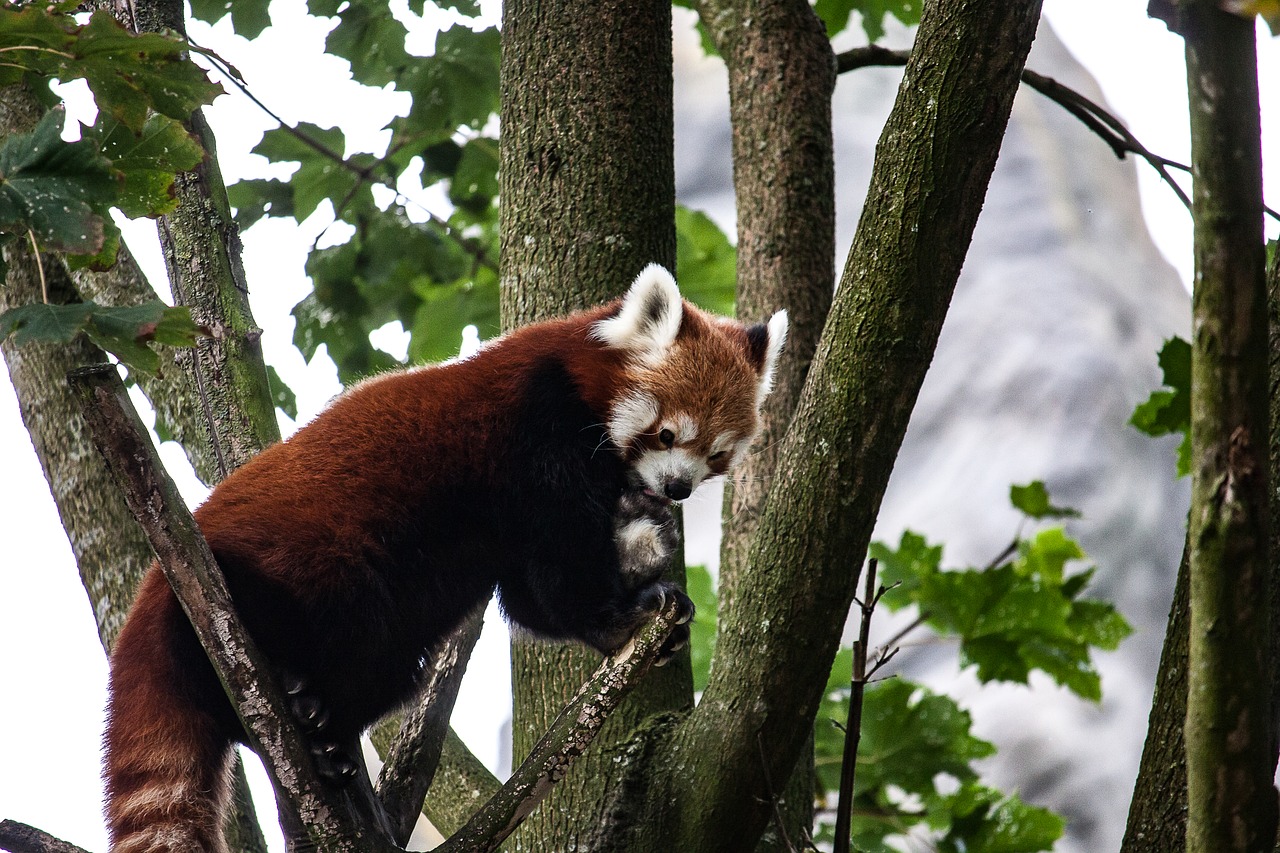 panda animal tree free photo