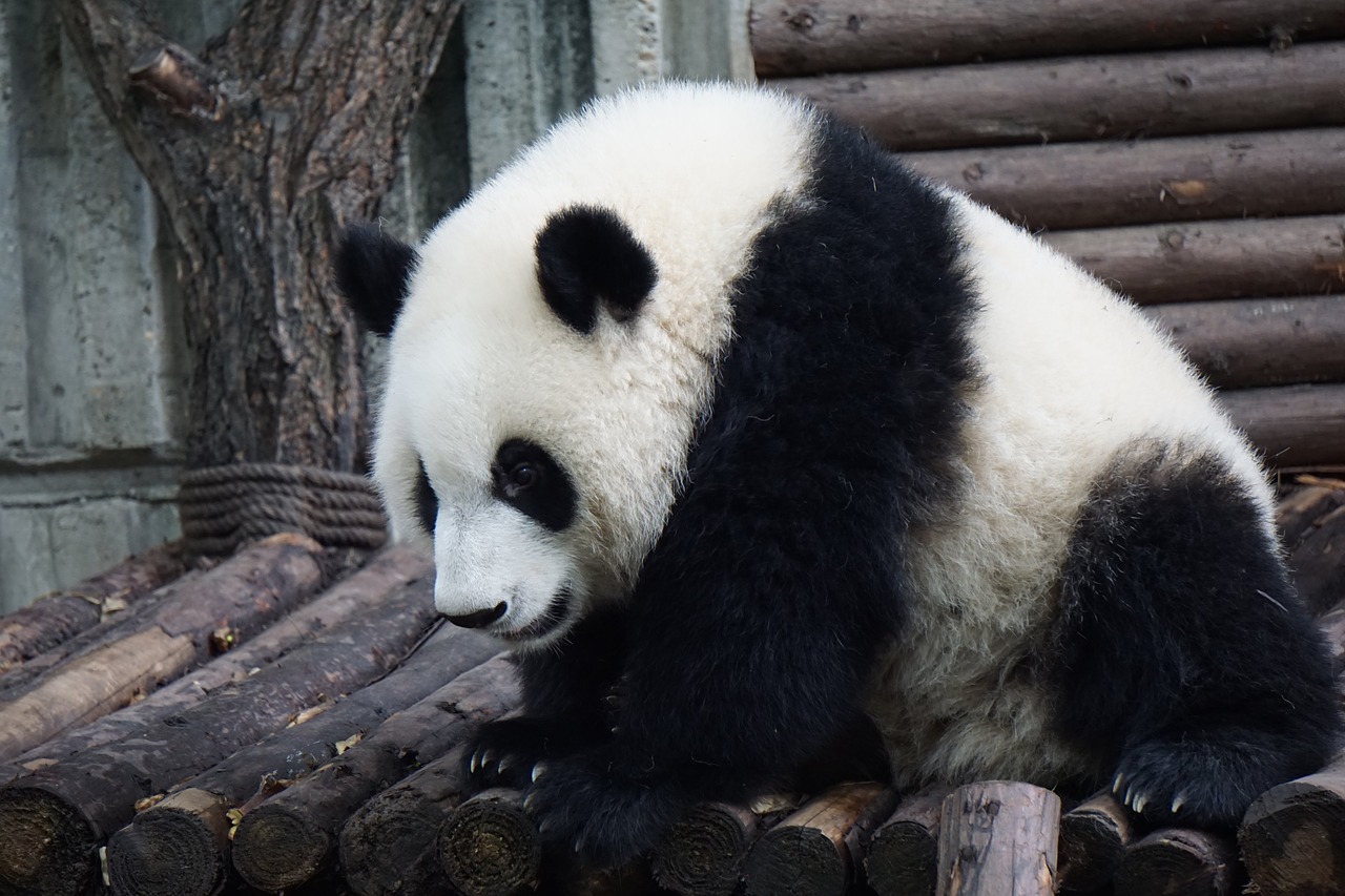 panda adult panda big panda free photo