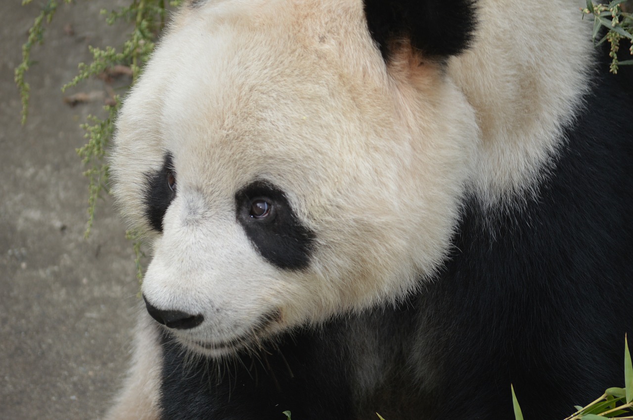 panda animal bear free photo
