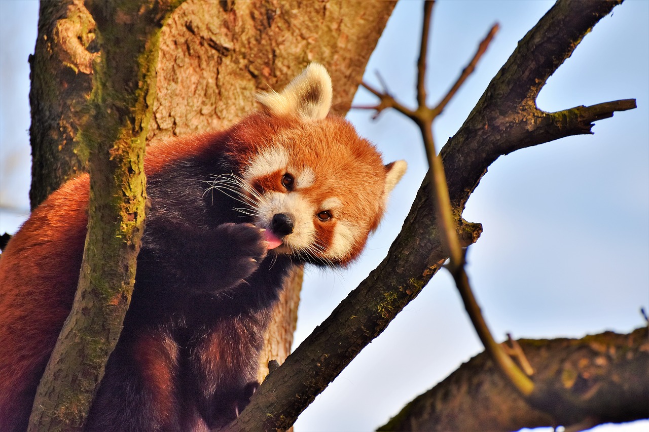 panda panda bear brown panda free photo