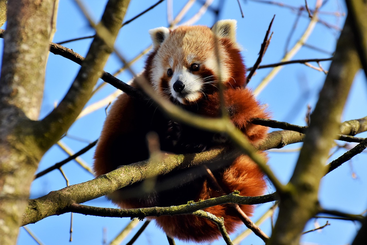panda brown panda red panda free photo