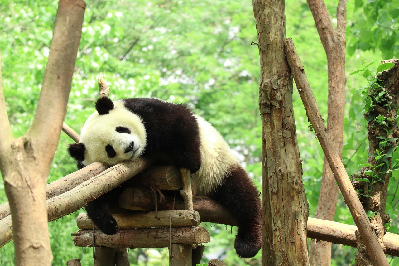 panda  zoo  lazy free photo