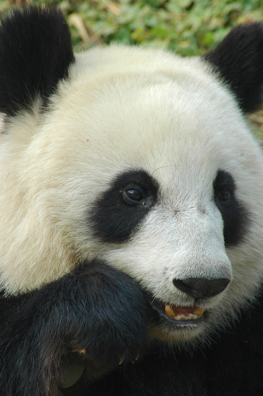 panda  cheng-du  animal free photo