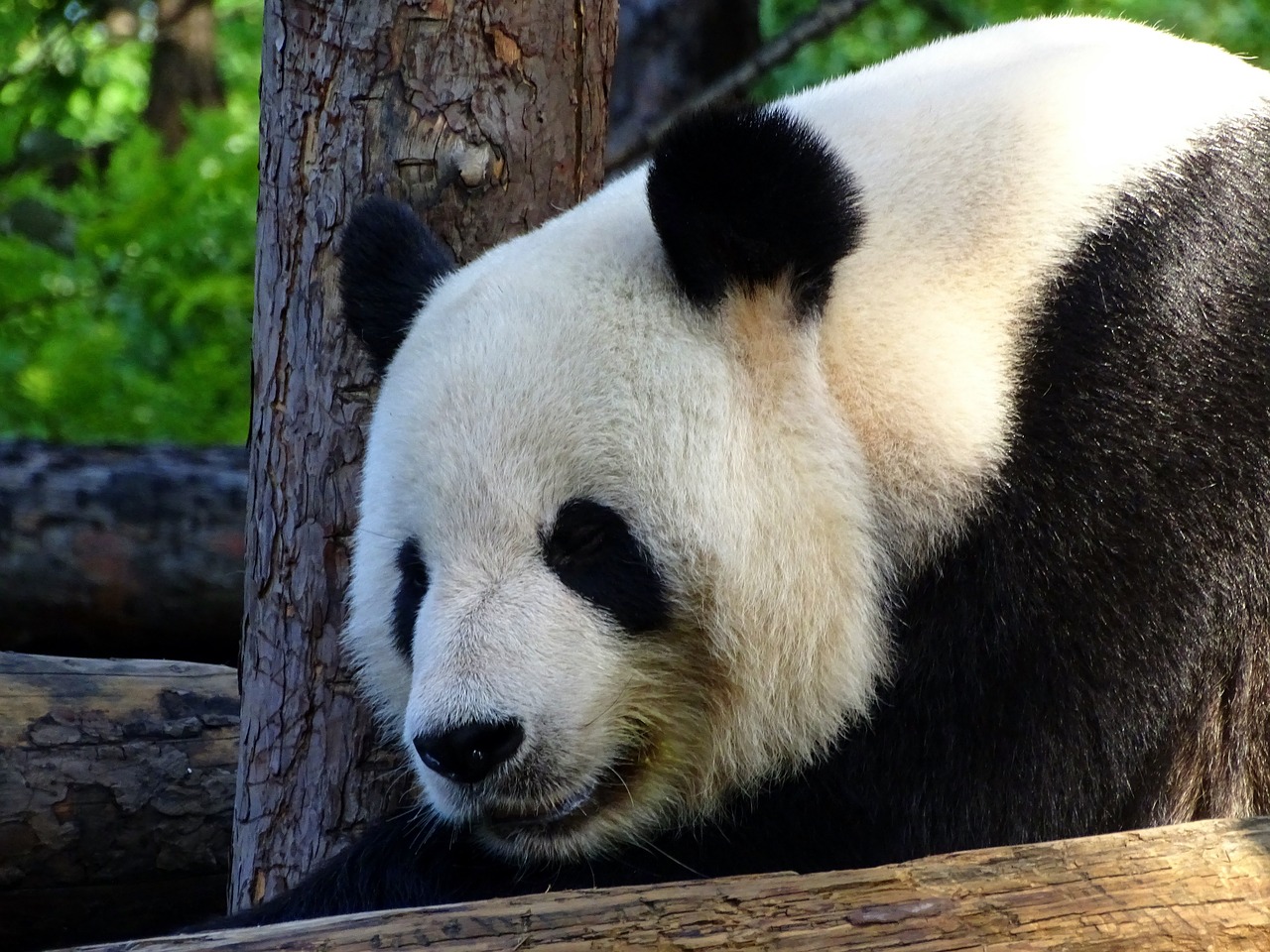 panda  bear  zoo free photo