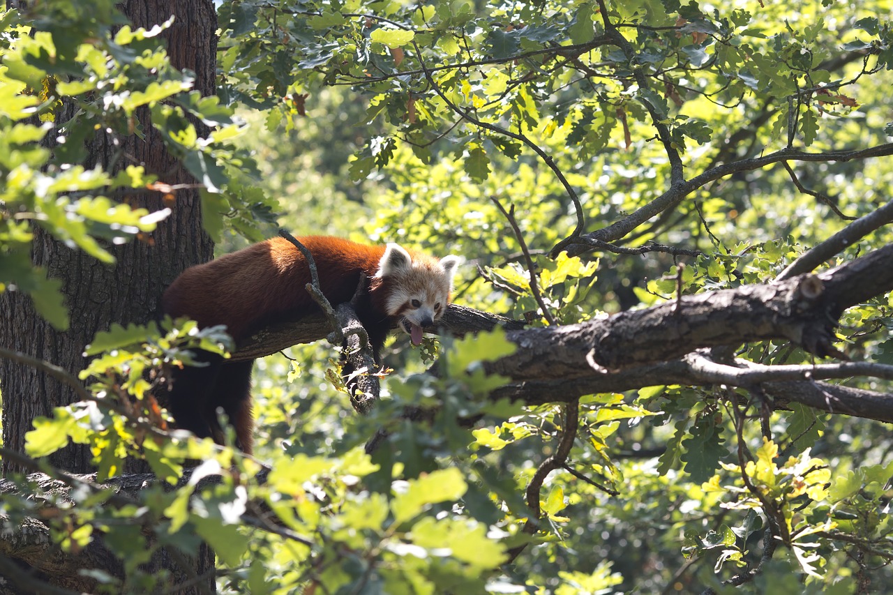 panda  red  tree free photo