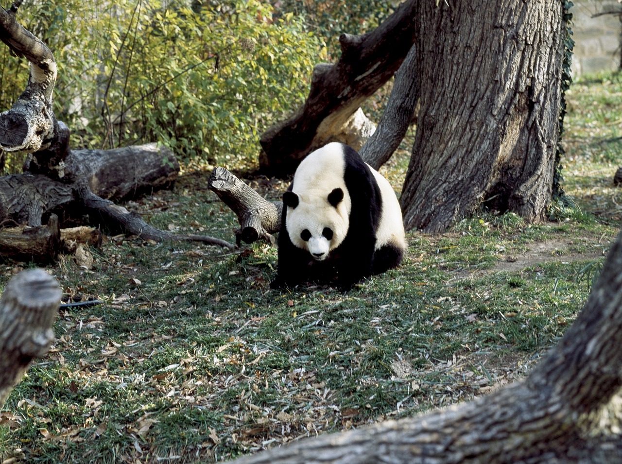 panda  bear  wildlife free photo