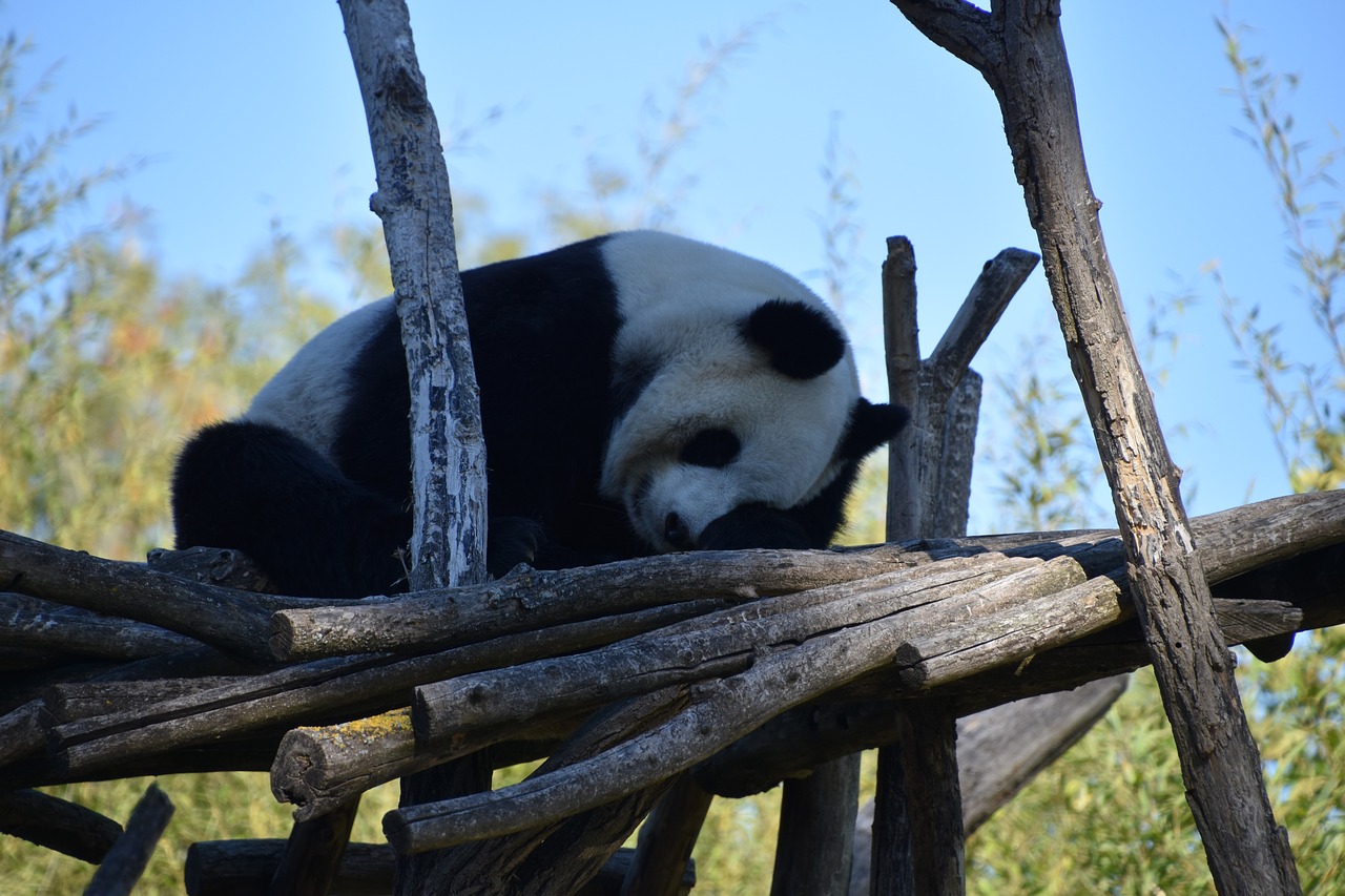 panda  nature  animal free photo