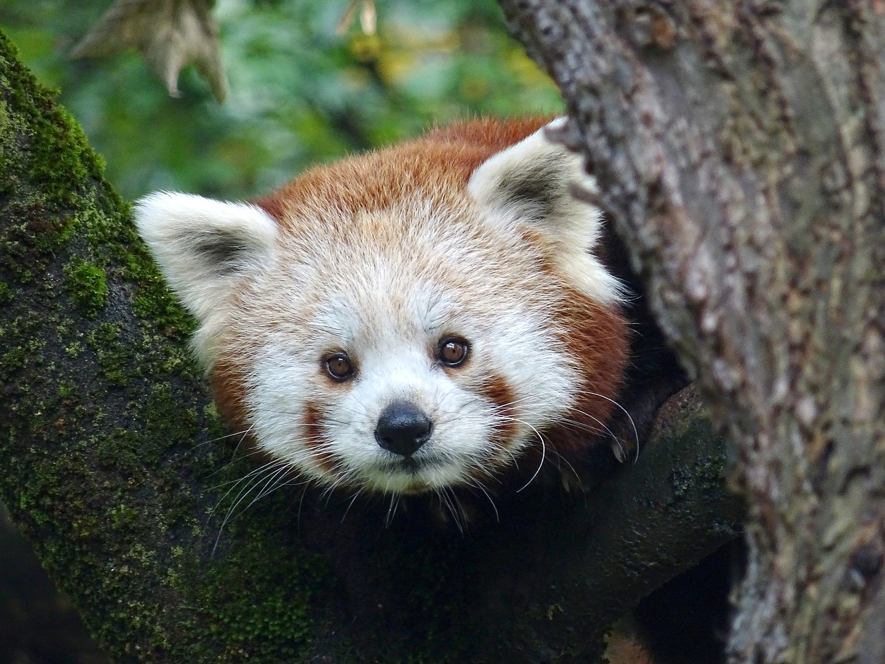 panda  zoo  salzburg free photo