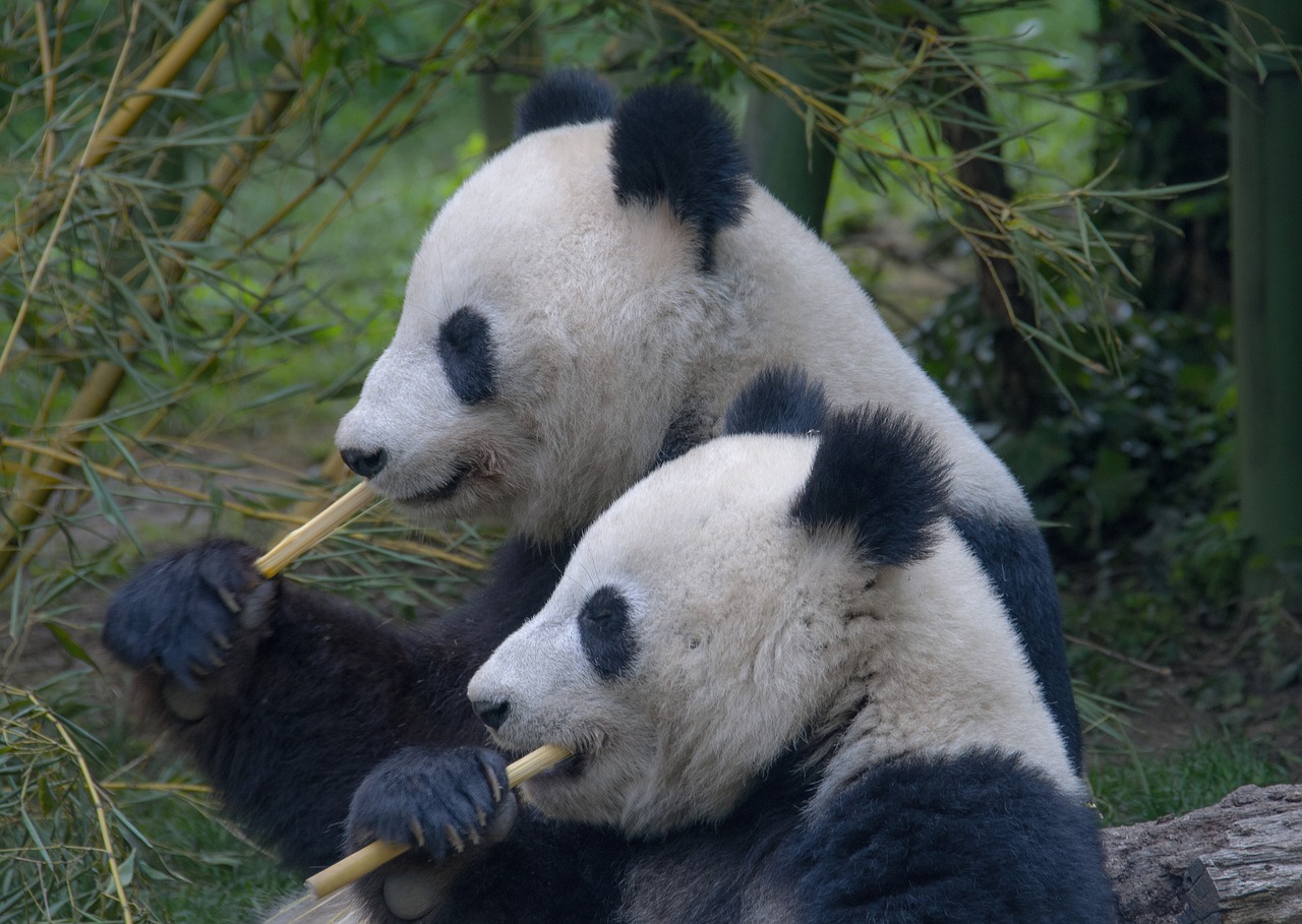 panda  family  pandas free photo