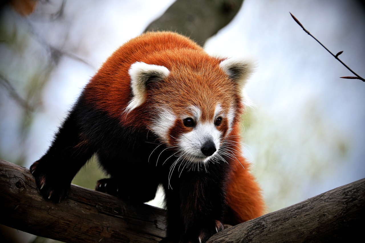 panda  red panda  mammal free photo