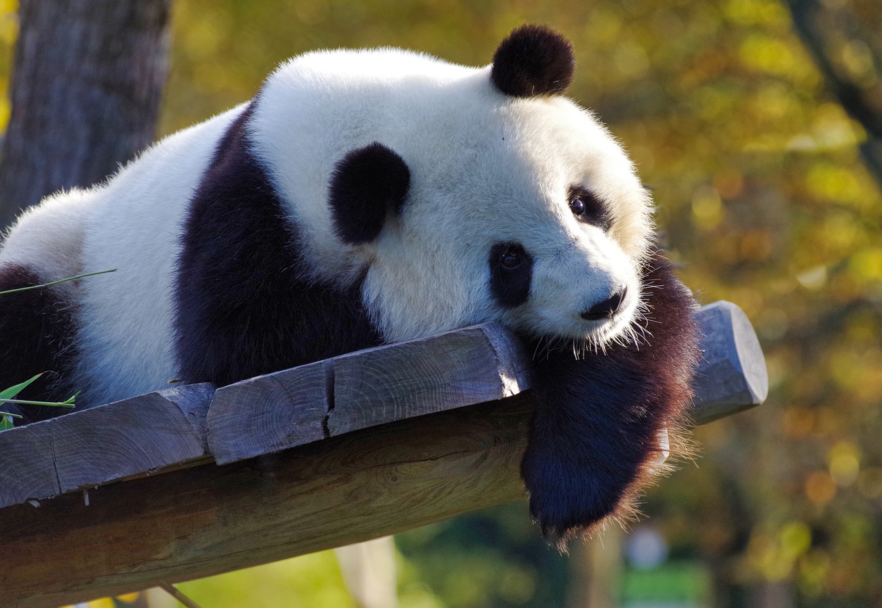 panda  giant panda  bamboo free photo