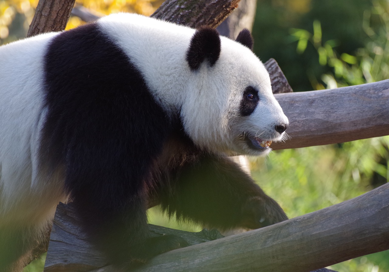 panda  large panda bear  china free photo