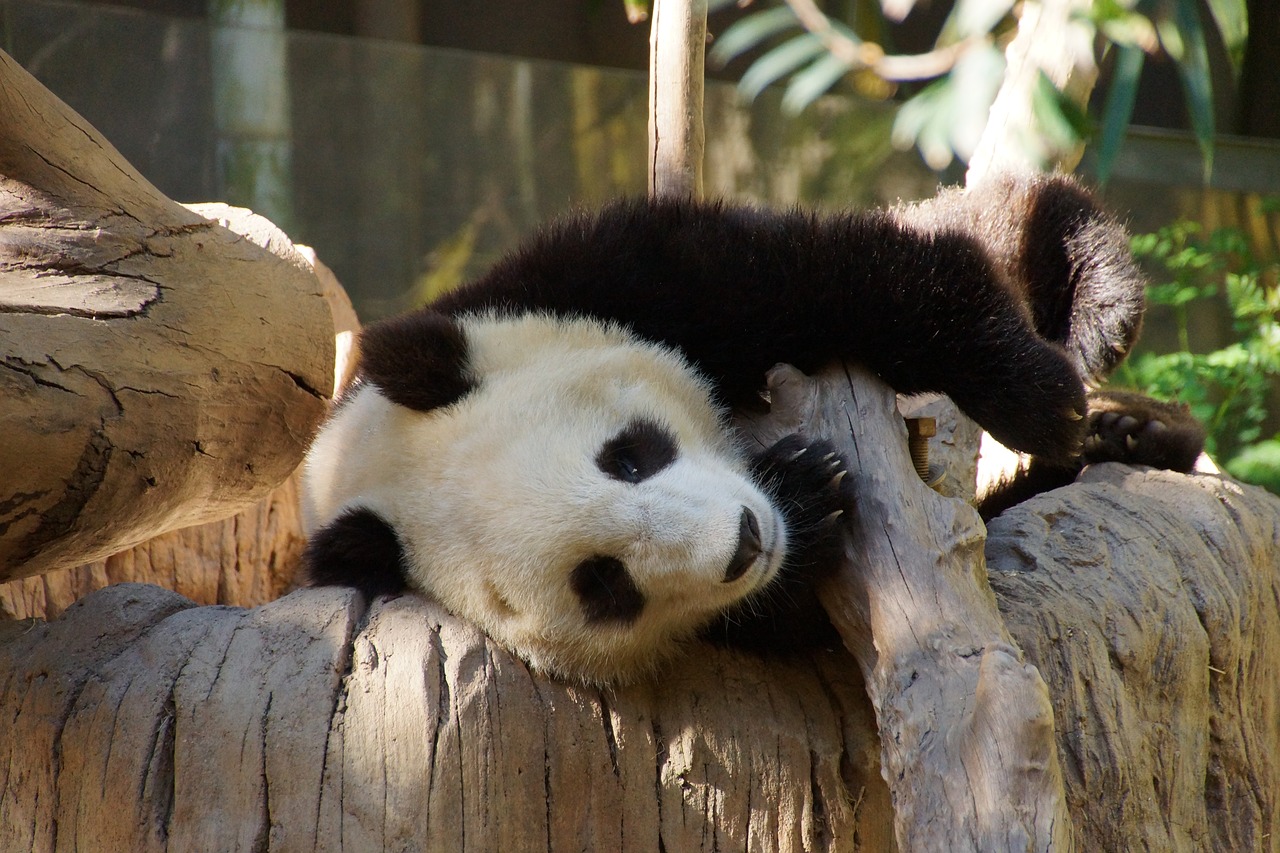 Животные Китая. Млекопитающие Панда. Млекопитающие животные Панда малыш. China Bear.