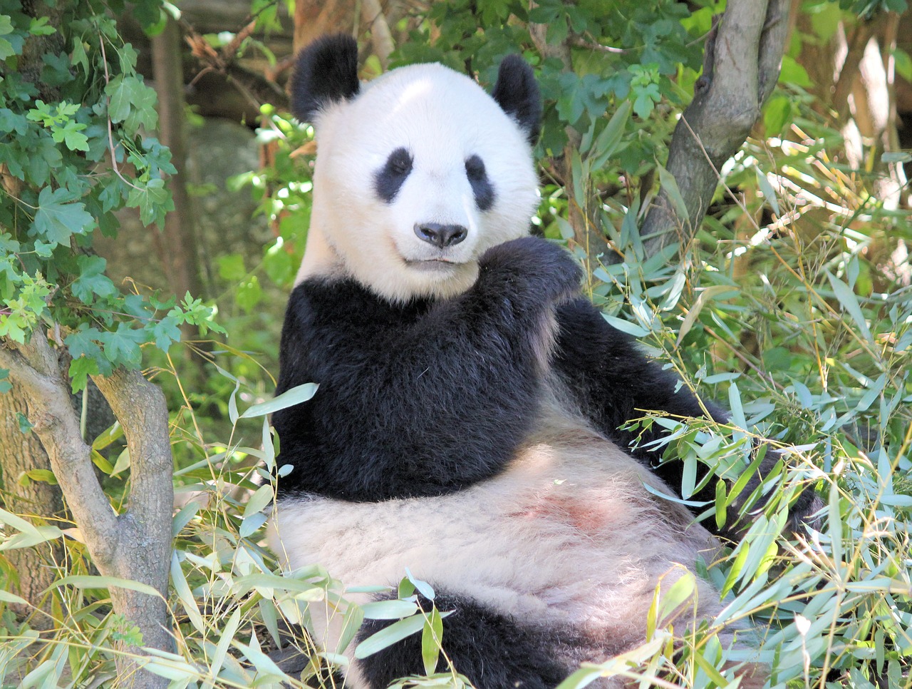panda  sitting  bamboo free photo