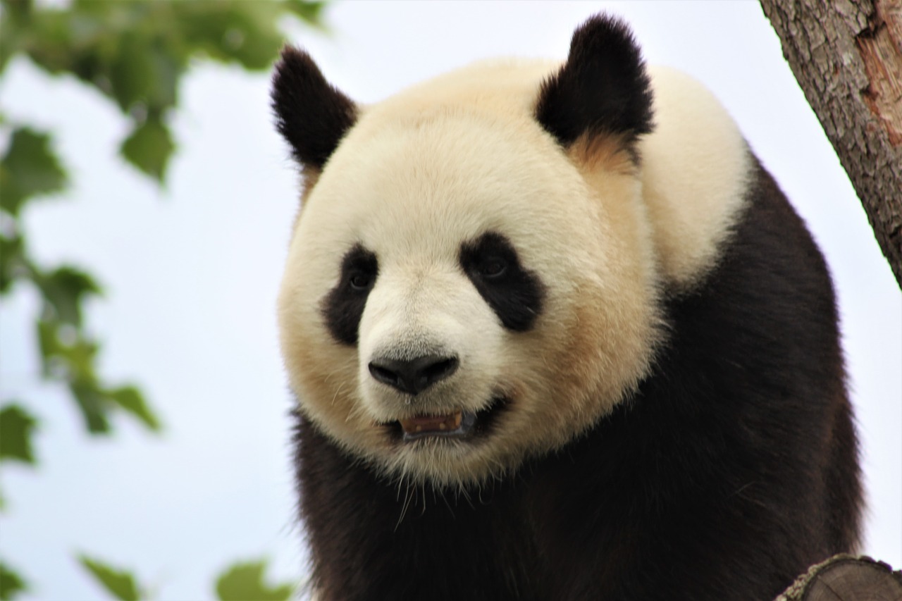 panda  zoo  beauval free photo