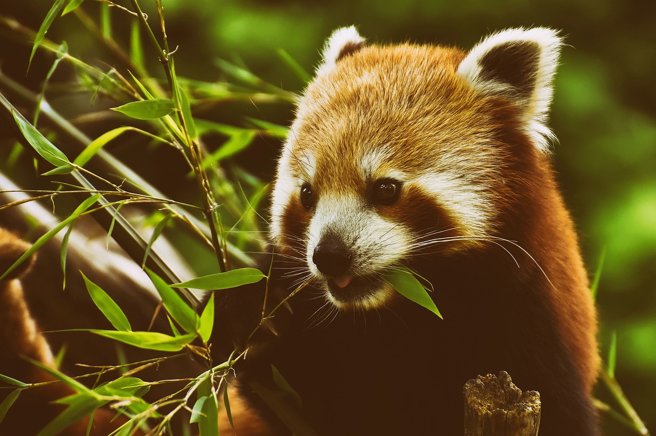 panda  red panda  bear cat free photo