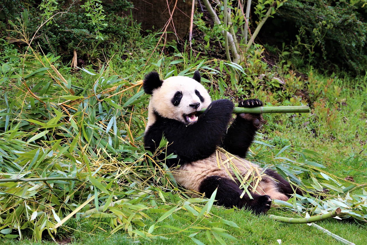 panda  zoo  beauval free photo