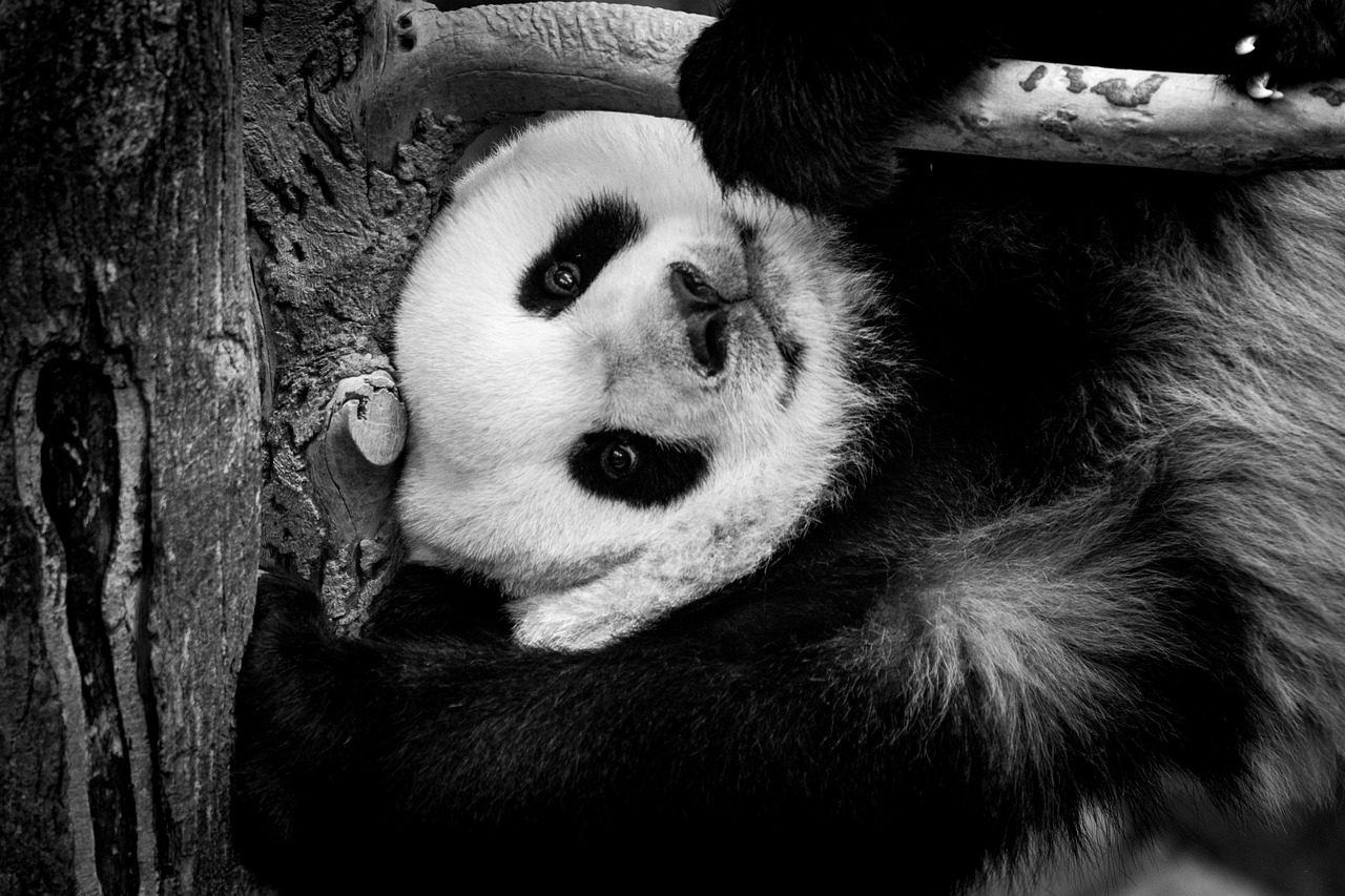 panda  giant  zoo free photo