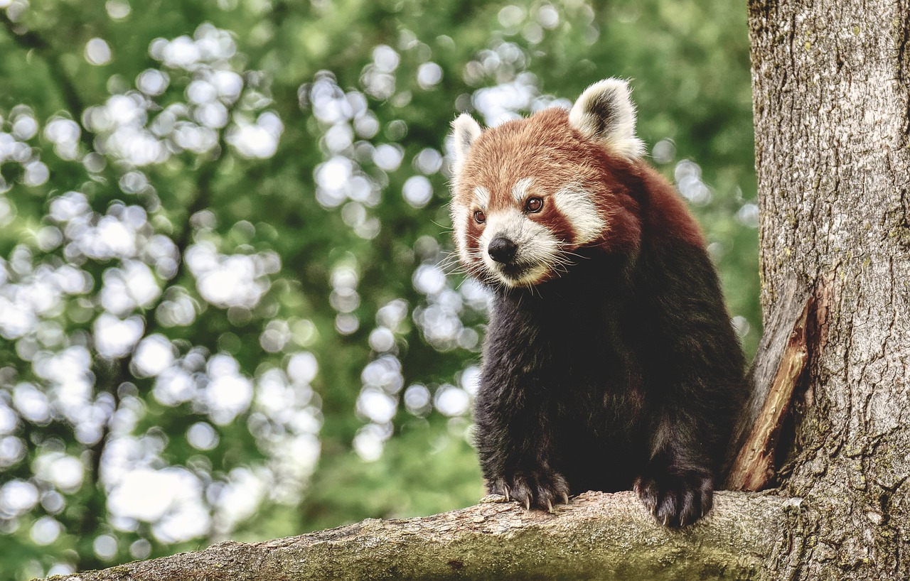 panda  red panda  bear cat free photo