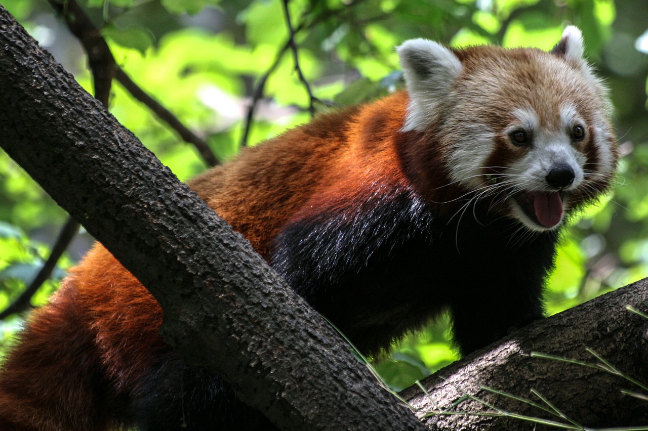 panda ailurus fulgens red panda free photo
