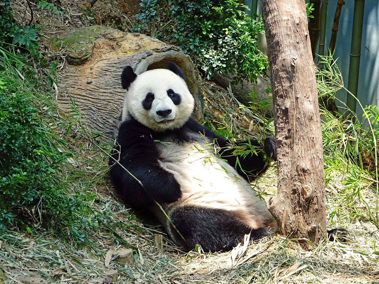 panda endangered rare free photo