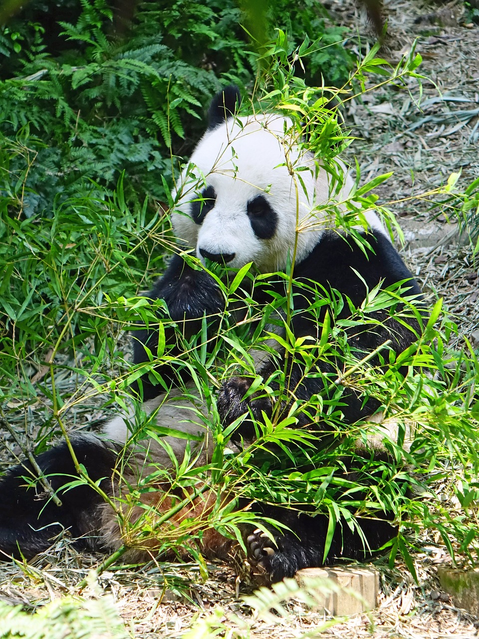panda endangered rare free photo