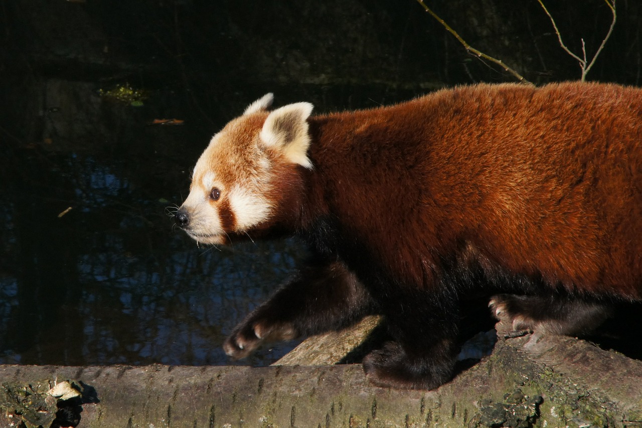 panda red panda panda bear free photo