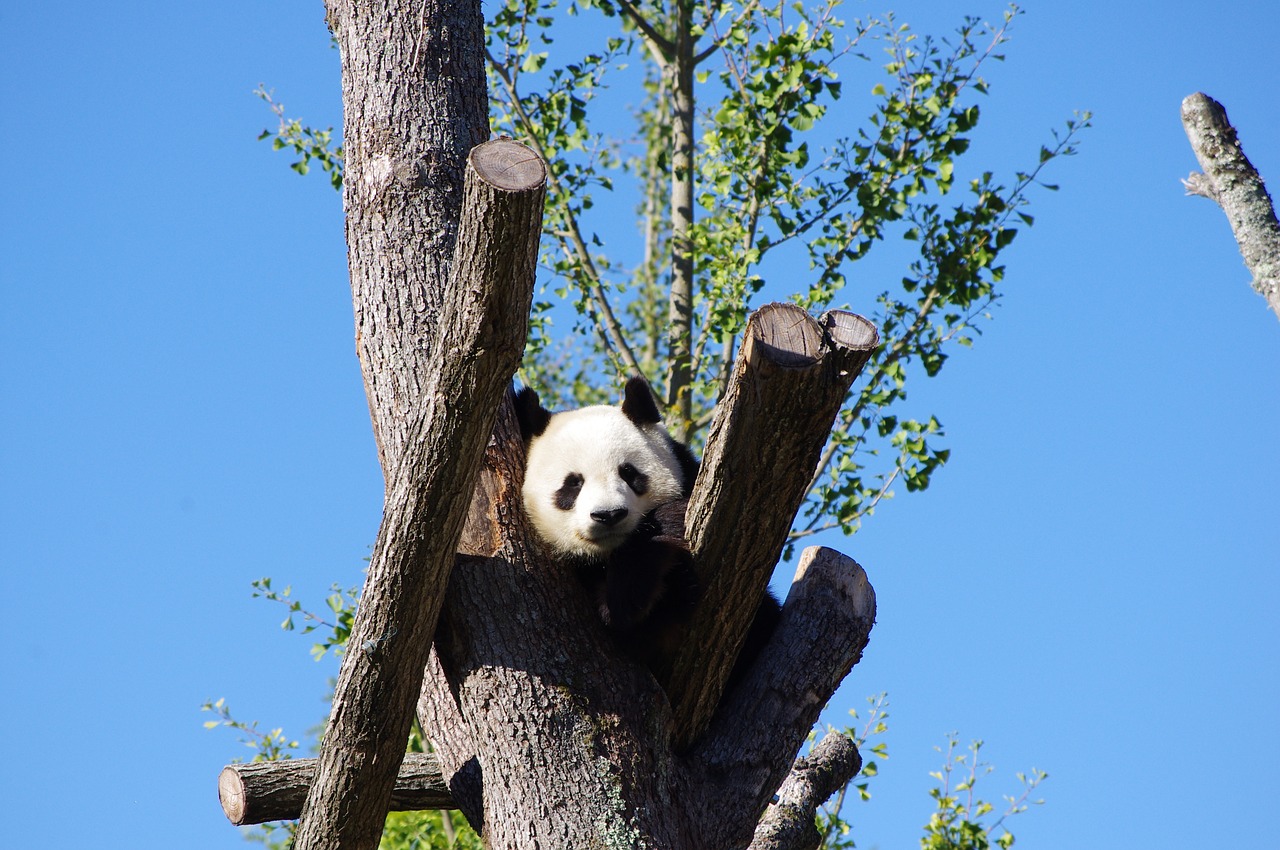 panda animal zoo free photo