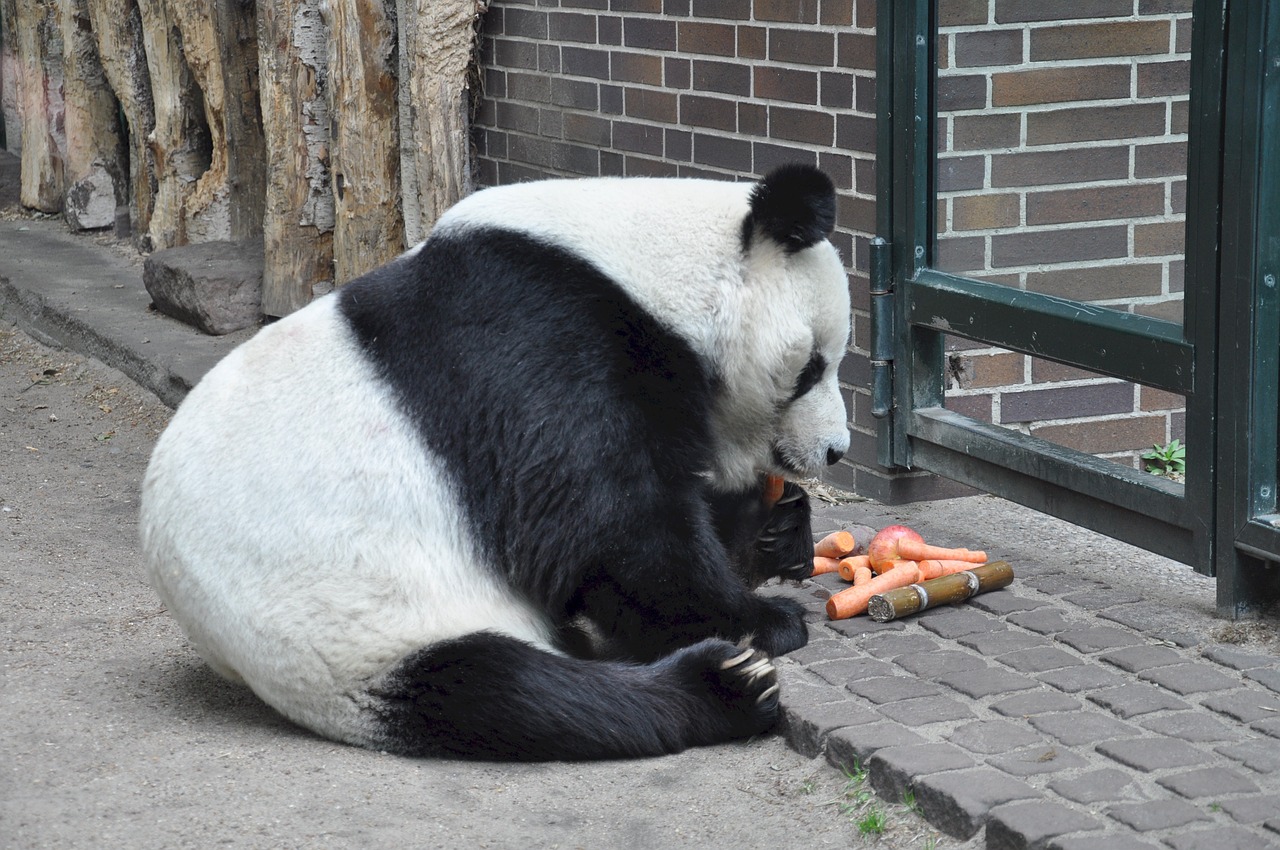panda giant panda bear free photo