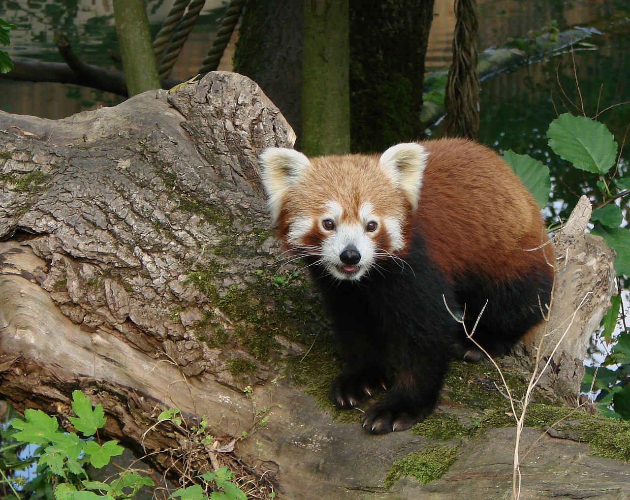 panda red wildlife free photo