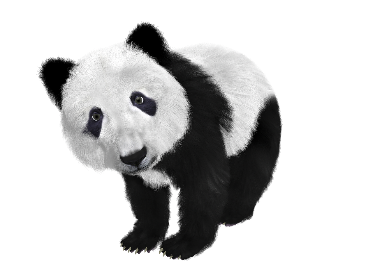 panda panda baby china free photo