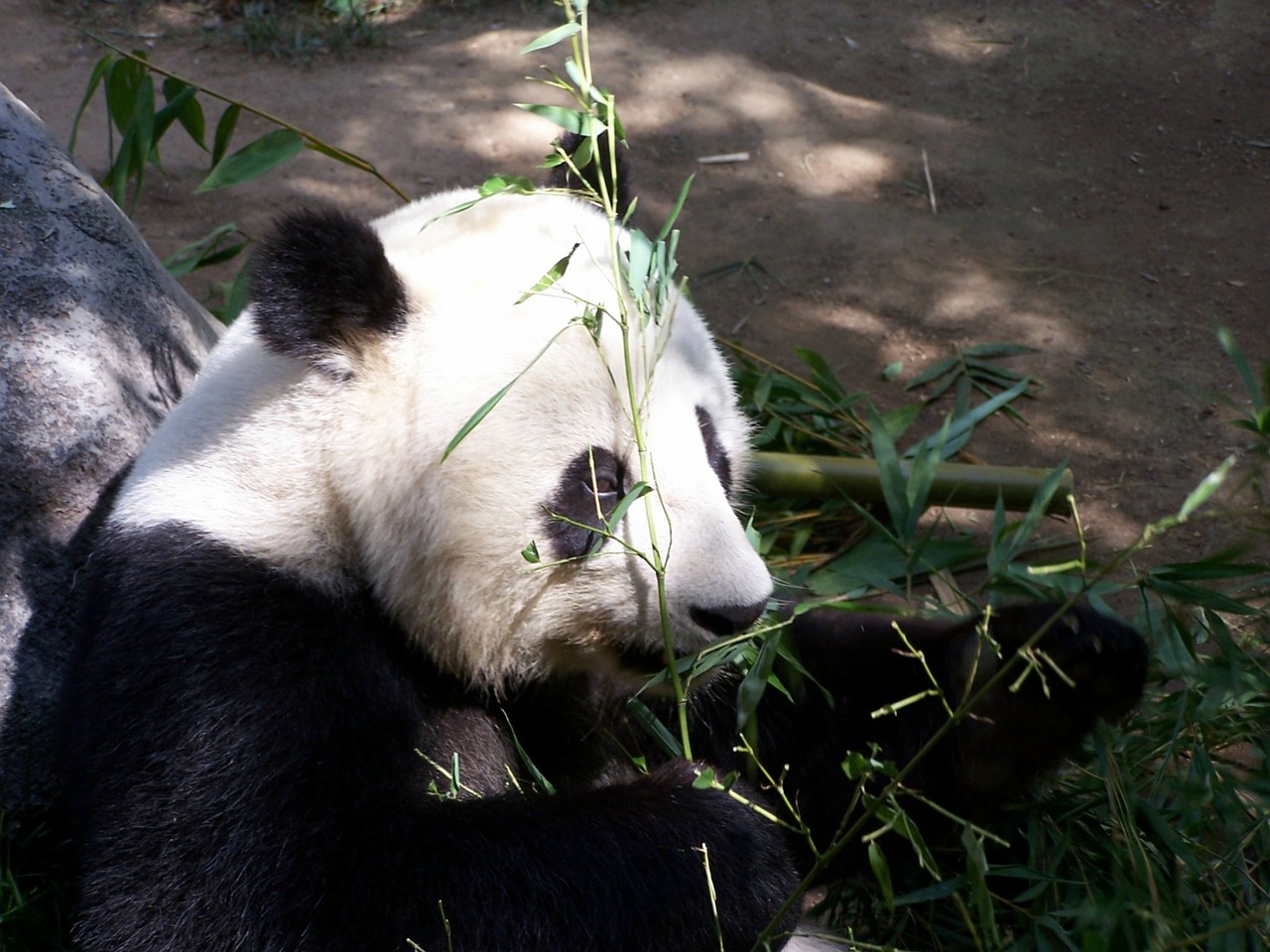 panda giant panda zoo free photo