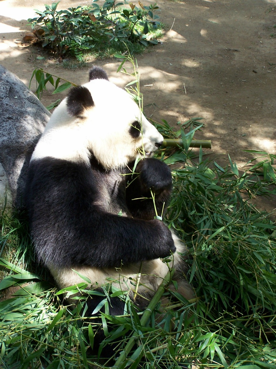 panda giant panda zoo free photo