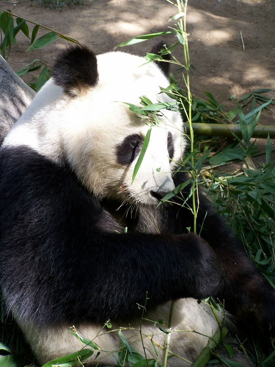 panda giant panda zoo free photo