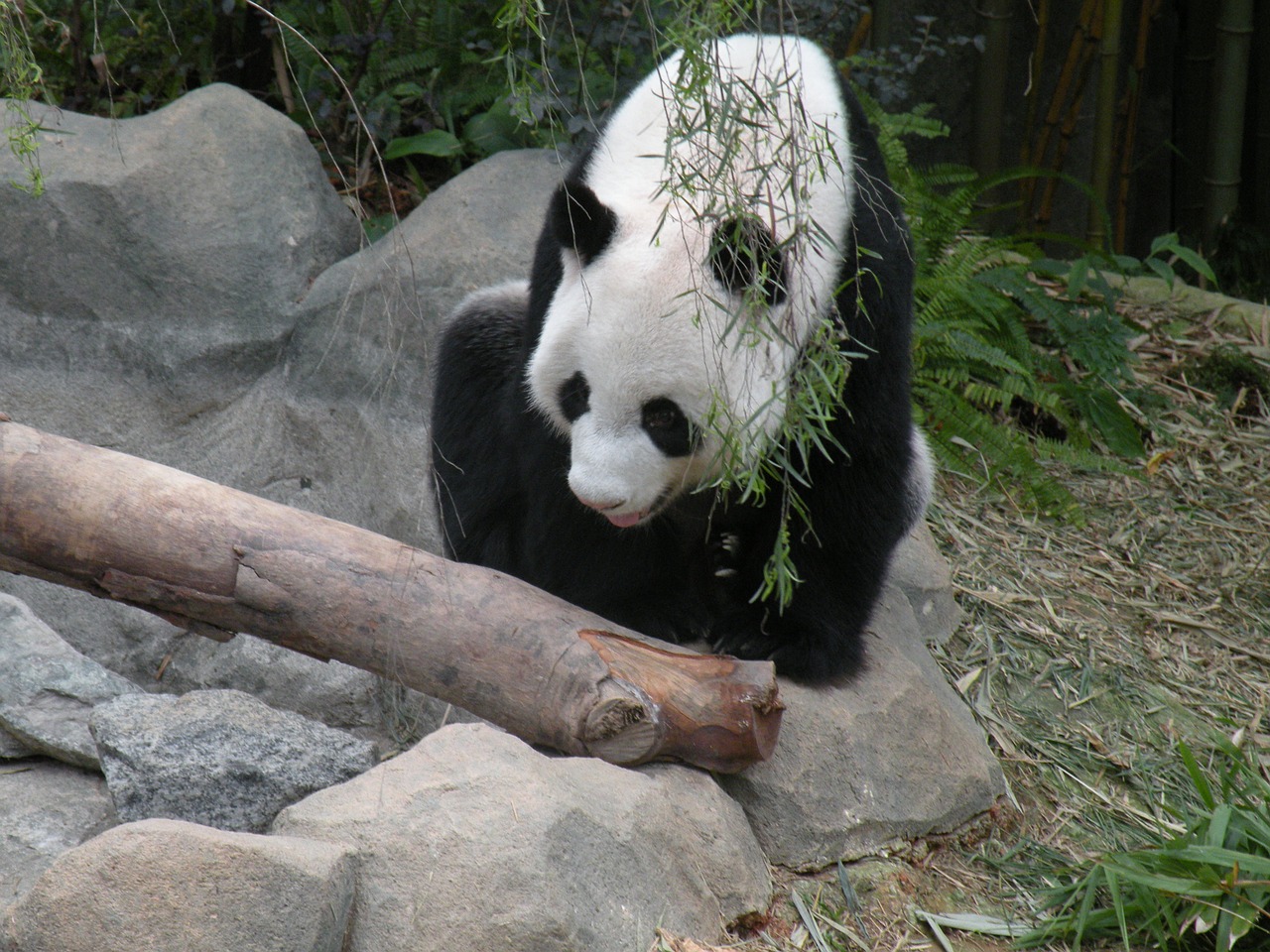 panda river safari singapore free photo