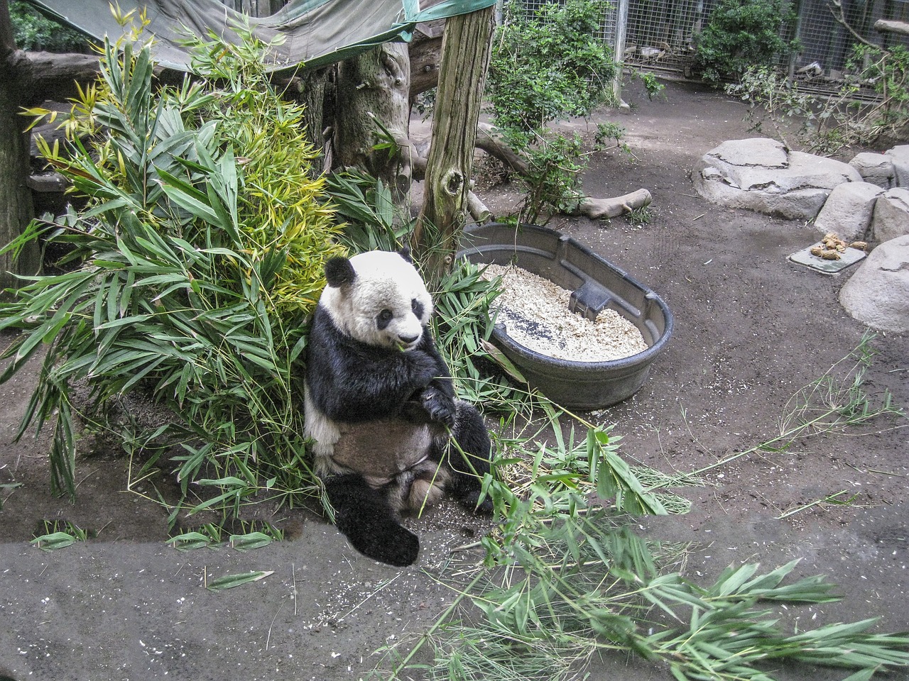 panda bear zoo free photo