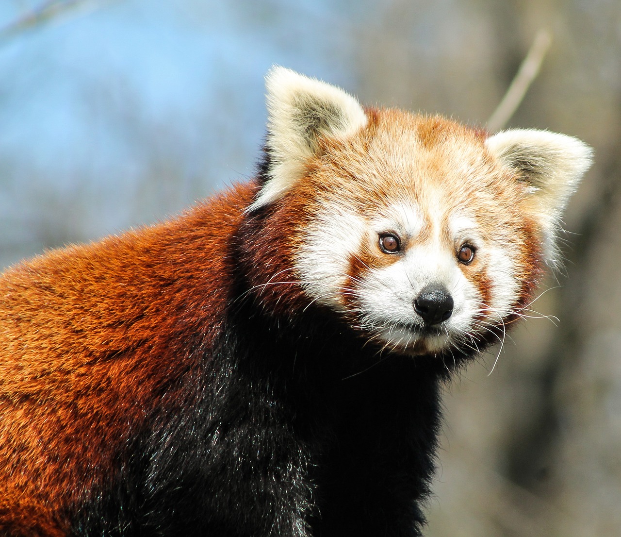 panda red panda panda types free photo