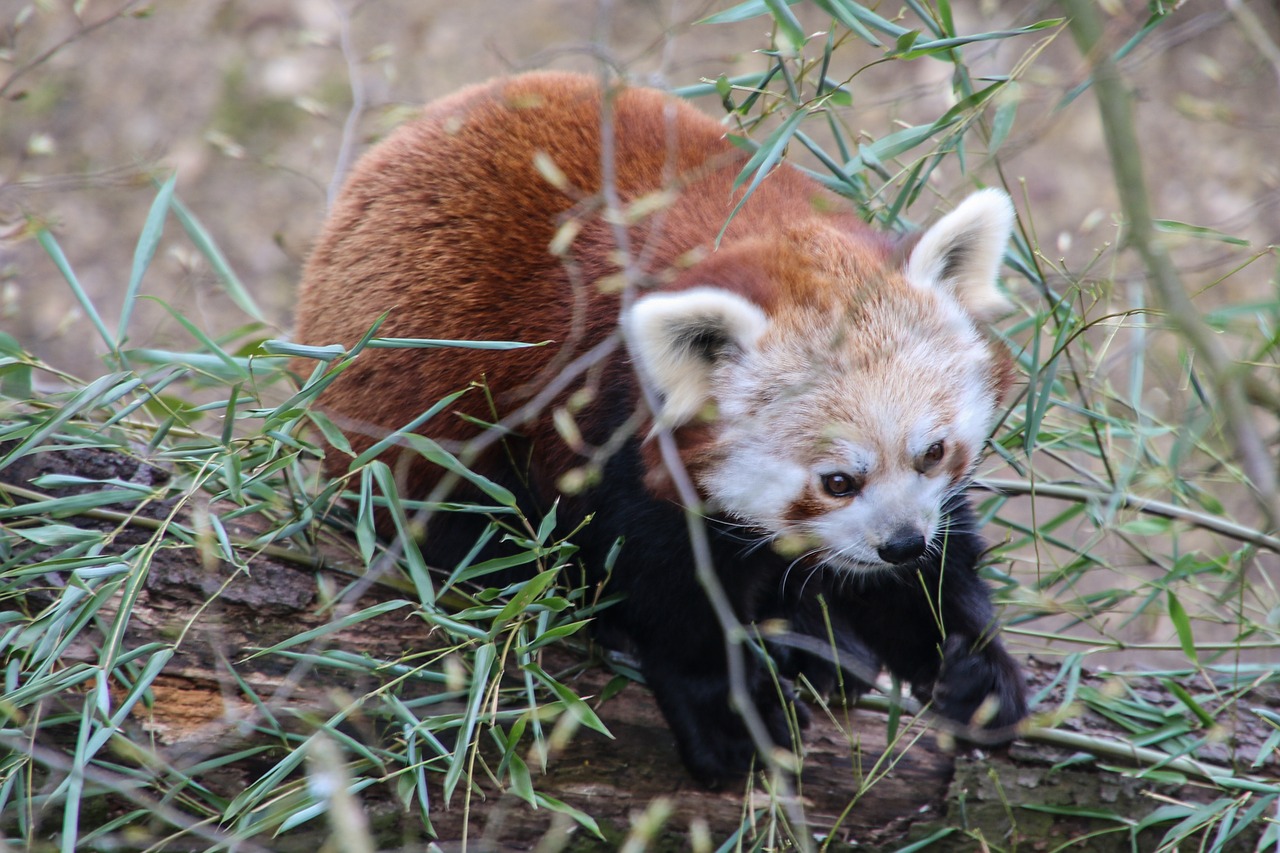 panda bear red panda free photo