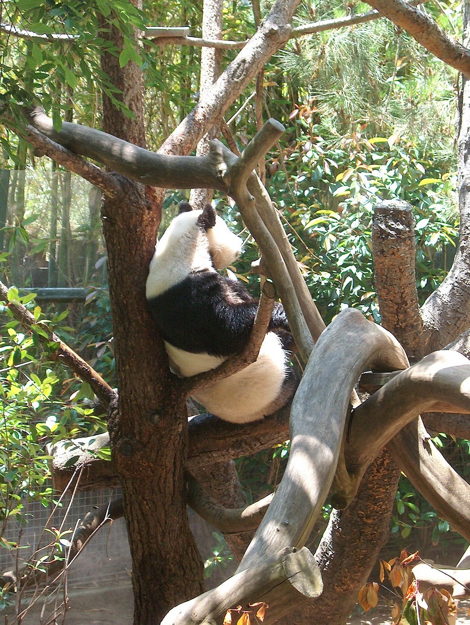 panda zoo animal free photo