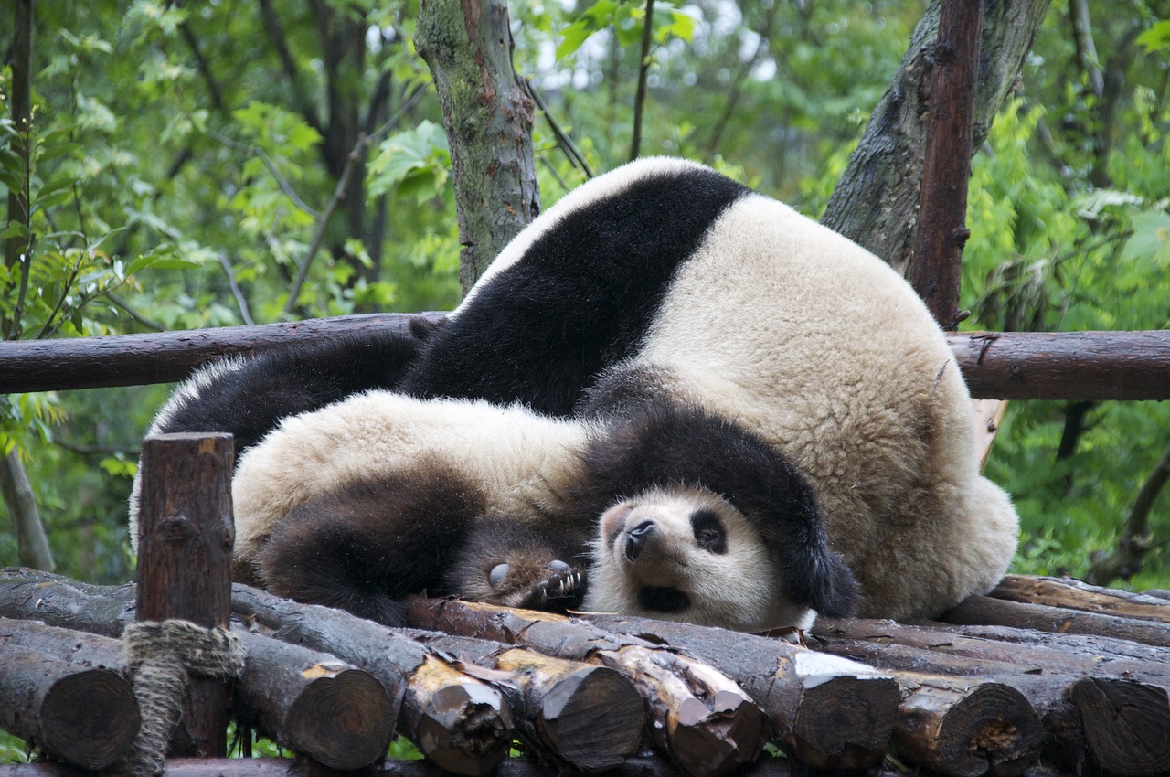 panda wildlife endangered free photo