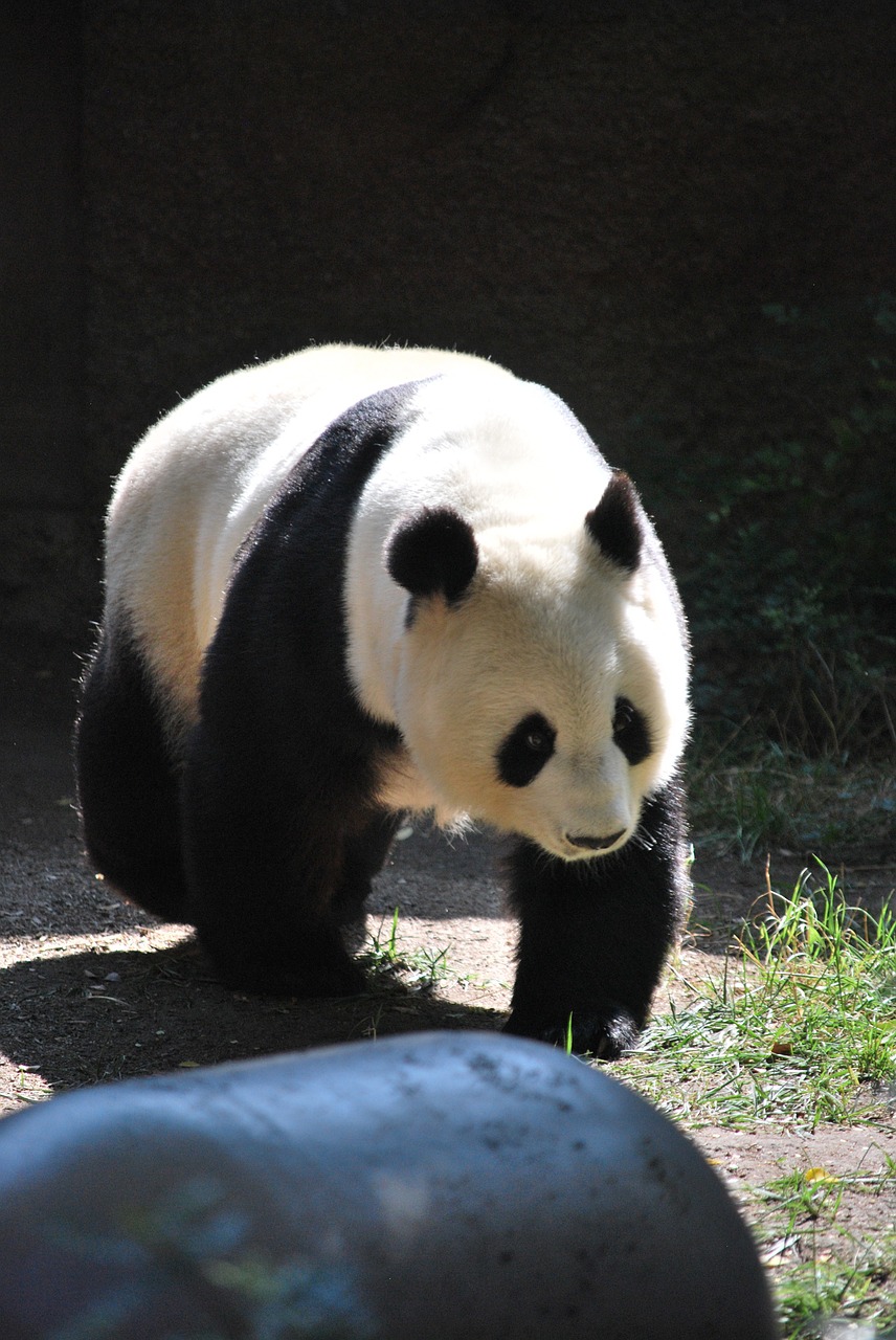 panda zoo nature free photo