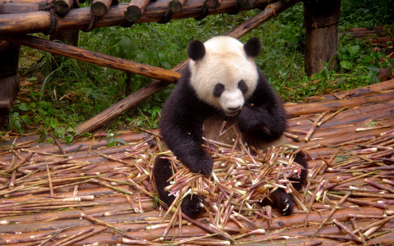 panda animal zoo free photo