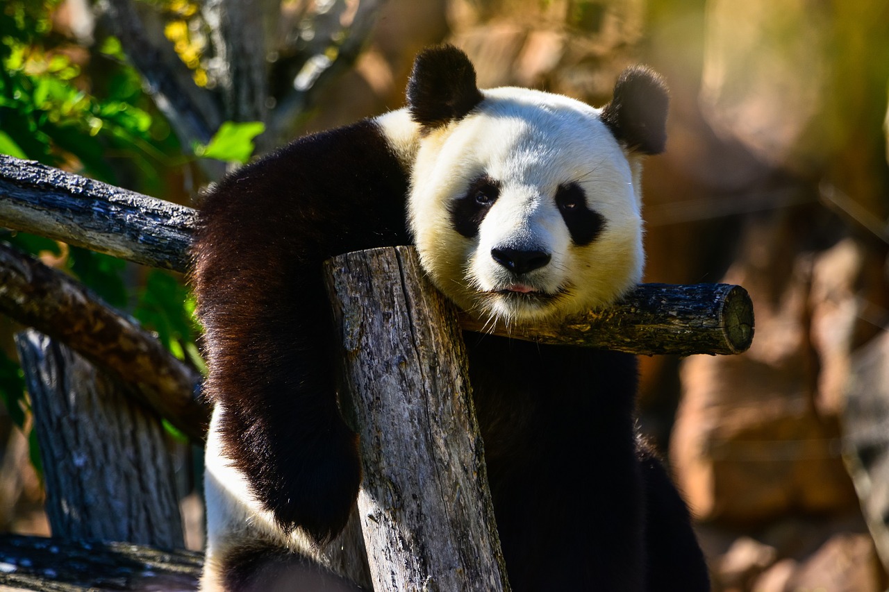 panda bear zoo wildlife free photo